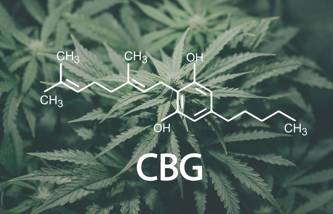 CBG vs CBD