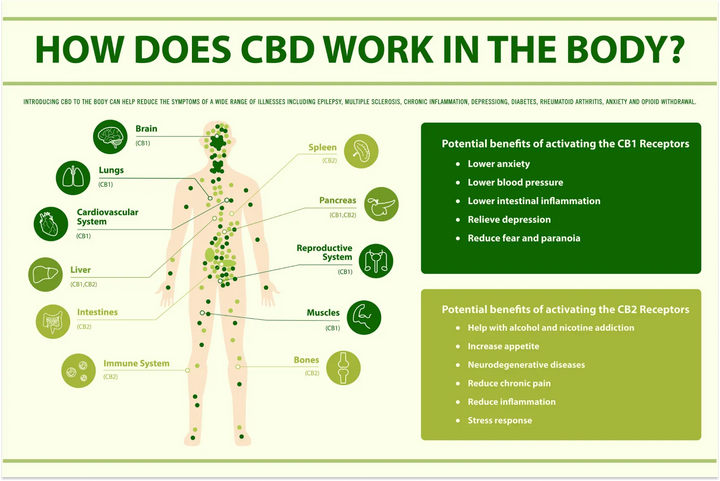 How Does CBD Work in the Body?
