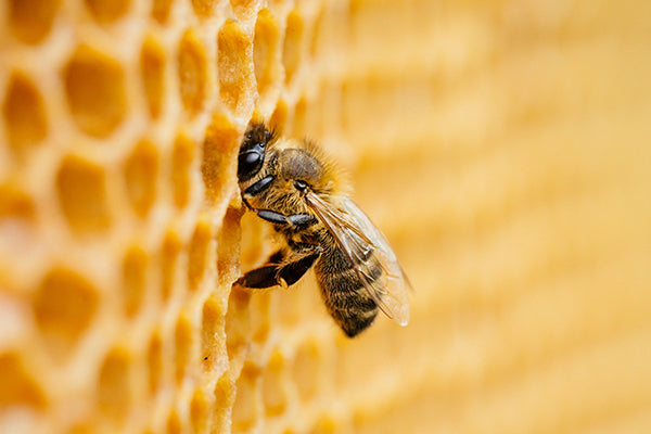 beehive